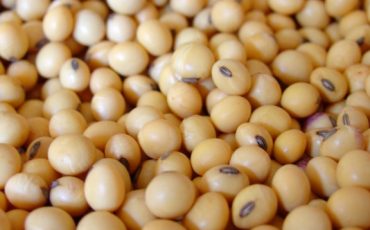 Soybean