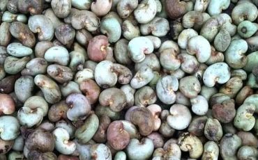 Raw Cashew Nuts